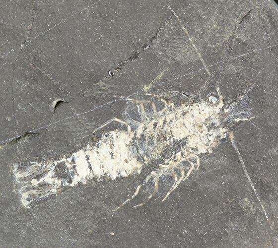 Carboniferous Shrimp-Like Crustacean (Tealliocaris) - Scotland #44411